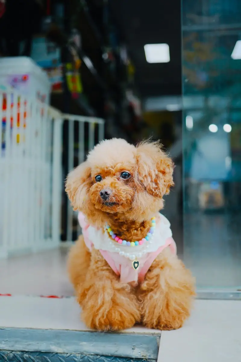 Événement d'adoption de chiens au Bagatelle Mall avec la MSAW : 24 chiens trouvent un foyer