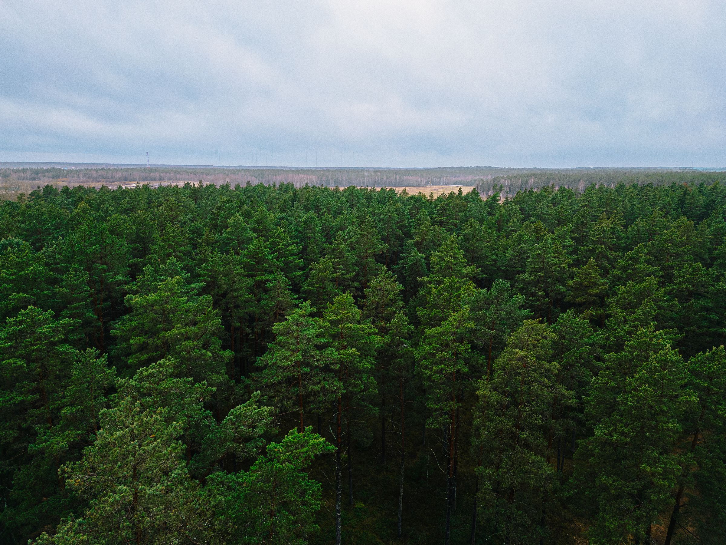 South Africa plants 7 million trees for greener daily life