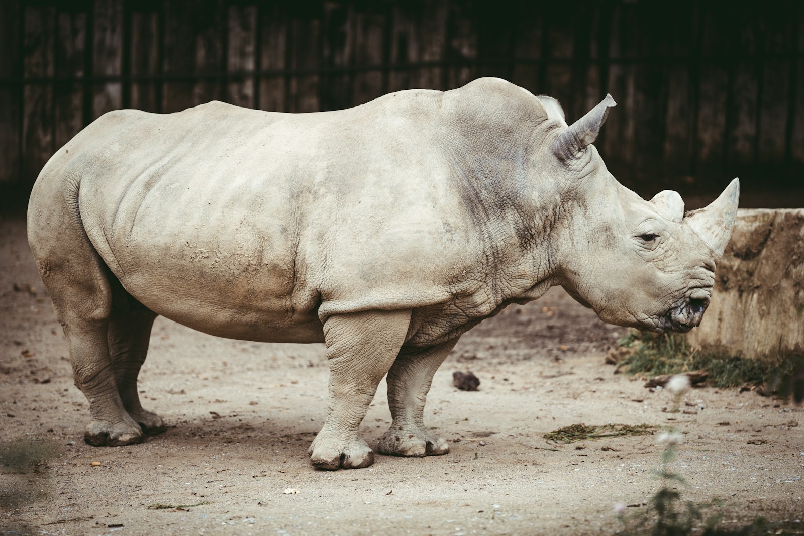 Déclin du rhinocéros blanc : des appels urgents à plus de transparence